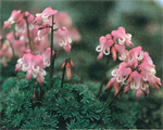 イメージ（高山植物の女王と呼ばれるコマクサ。大雪山のシンボルともいえる貴重な花ですがシーズン中は至る所で群落を作り、岩礫地を美しいピンクで染めています。）