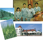イメージ（（上）オホーツクの味開発に取り組むスタッフは若さいっぱい　（左）緑濃いホップ畑と美しい大麦の穂　（下）レンガ色の屋根と白い壁のオホーツク・ビアファクトリーは、ヨーロッパの“ブルーパブ”を思わせる）
