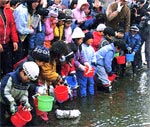 イメージ（サケ・ゼミナールでの稚魚放流）