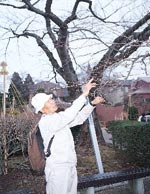 イメージ（函館・トラピスチヌ修道院の桜を診断する浅利政俊さん）