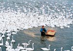 イメージ（酷寒のなか、腰まで水に浸かりながら給餌をする“白鳥おじさん”）