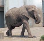 イメージ（マルミミゾウのナナちゃんはここに来て20年。すっかり旭山動物園の顔です。）